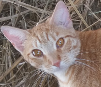 Frieda=-female ginger cat