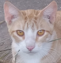 Paws-male ginger cat