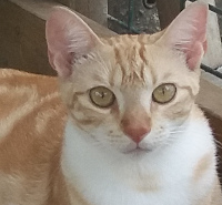 Tigress-female ginger cat